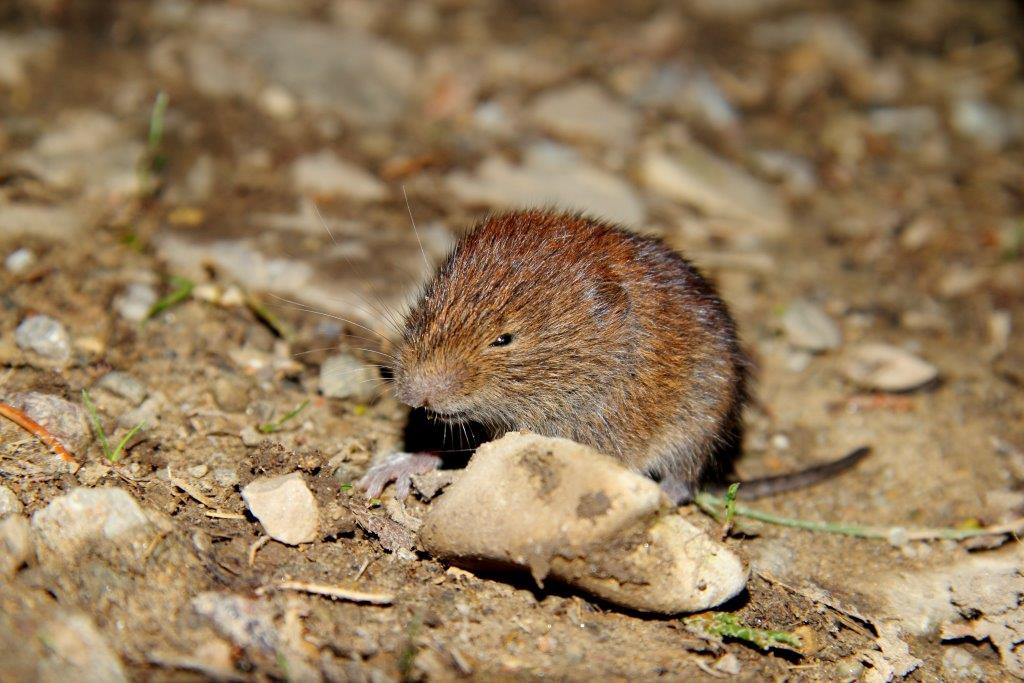 Arvicola rossastra (Myodes glareolus) del PNFC